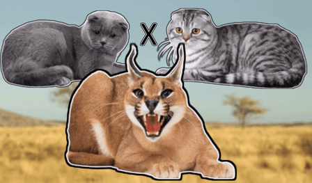 Create cat by merge
