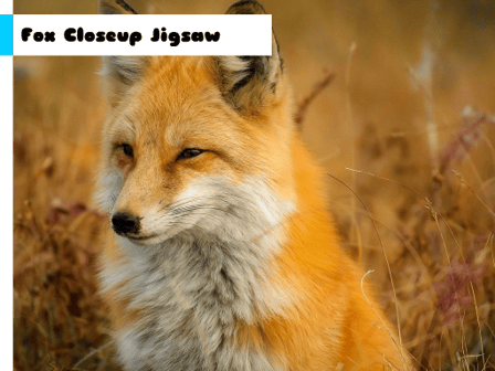 Fox Closeup Jigsaw