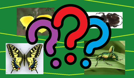 What kind of insect is this?