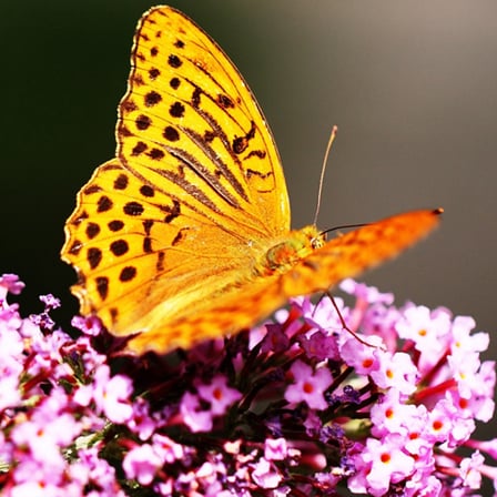 Butterflies Puzzle