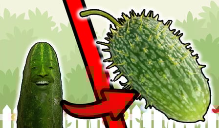 Merging Wild Cucumber into Wild Cucumber