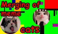Merging of meme cats