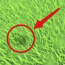 Obby: Be Grass