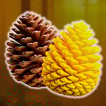Merge: From Seed to Cone!