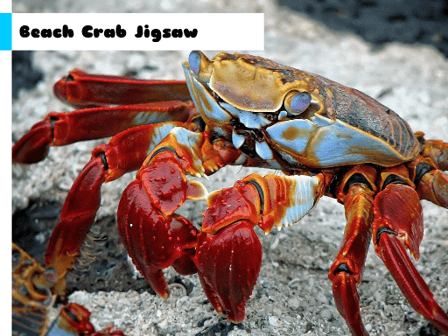 Beach Crab Jigsaw