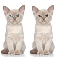 Spot Differs: Daily