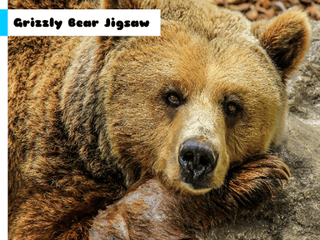 Grizzly Bear Jigsaw