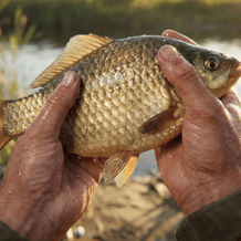 Chill Fishing 2: New Horizons