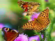 Butterfly Slide