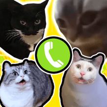 Panggil Kucing Meme