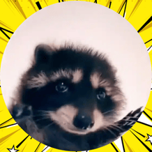 Pedro The Raccoon