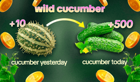 Wild Cucumber