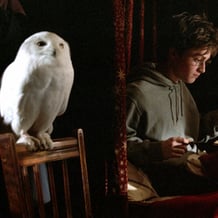 Hedwig