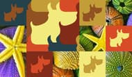 Doggies - Bunch of puzzles