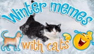 Winter memes with Cats