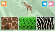 Animal Skins