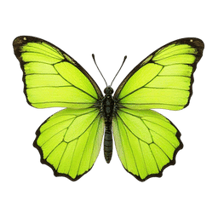 Mahjong Live Butterflies