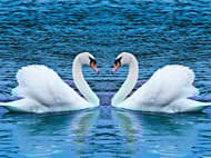 Swans Slide