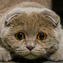 CatCollection: 48 Breeds