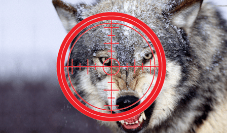 Survival Against Wolves