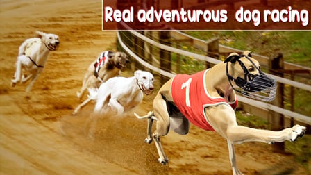 Crazy Dog Racing Game 2020