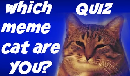 Which meme cat are you? Quiz