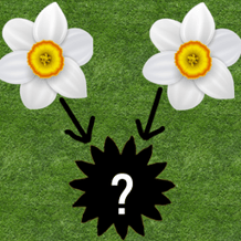 Connecting Flowers: Garden Merge
