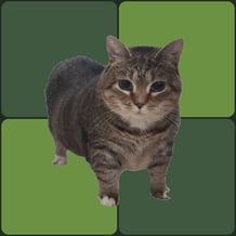 Meme Checkers