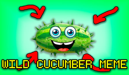 Wild cucumber meme