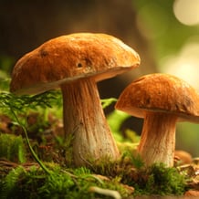 Mushroomers 2 New Season