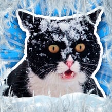 Winter memes with Cats