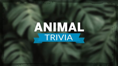 Animal Trivia