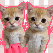 Pairs of Meme Cats