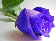 Blue Roses Puzzle