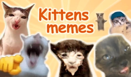 Kittens memes