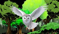 Fly, Little Owl!