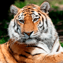 Animals for kids and their sounds