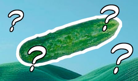Wild Cucumber: Fusion